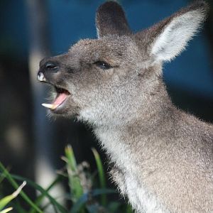 Eastern Grey Kangaroo