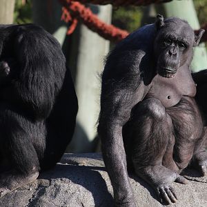 Chimpanzees
