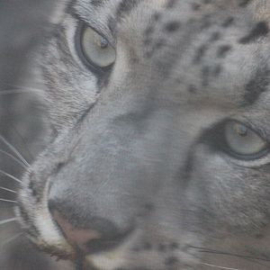 Snow Leopard