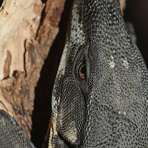 Lace Monitor