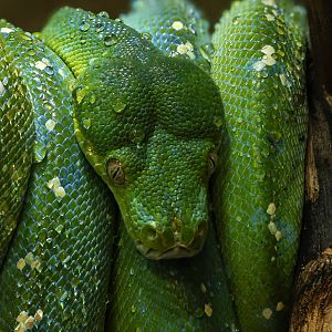 Green tree python : Crocodiles of the World : 01 Jun 2024