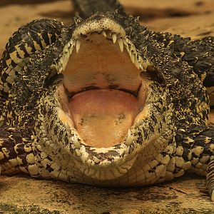 Cuban crocodile : Crocodiles of the World : 01 Jun 2024