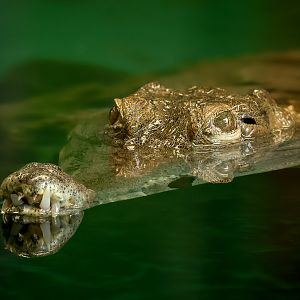 Slender-snouted crocodile : Crocodiles of the World : 01 Jun 2024