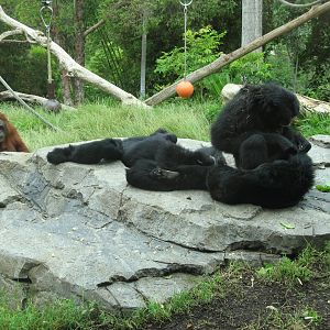 Siamang and Orangutan (2008)