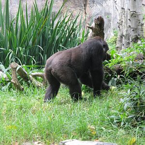 Gorilla (2008)
