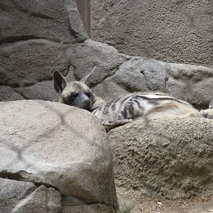 Striped Hyena (2008)