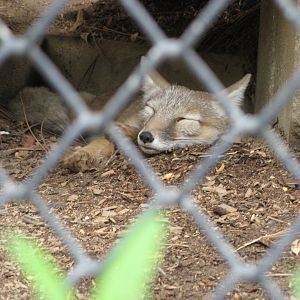 Kazakhstan Corsac Fox (2008)