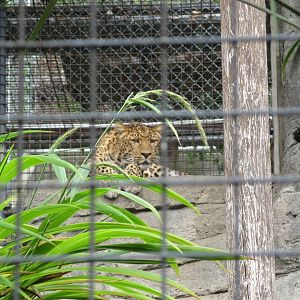 North Chinese Leopard (2008)