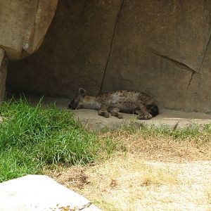 Spotted Hyena (2008)