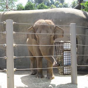Asian Elephant (2008)