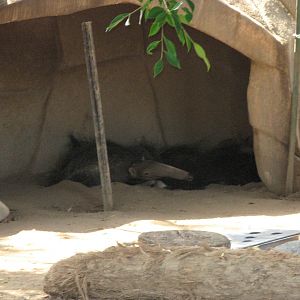 Giant Anteater (2008)