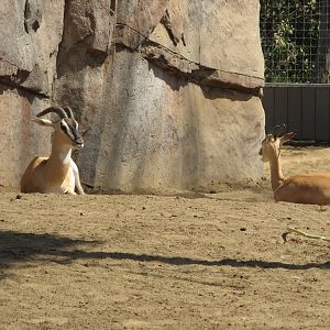 Nubian Soemmerring's Gazelle (2008)