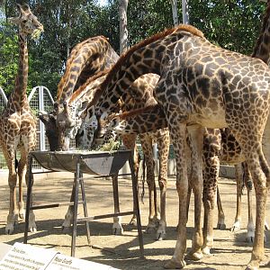 Masai Giraffe (2008)