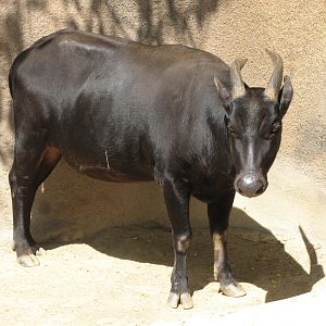 Lowland Anoa (2008)