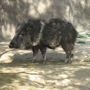 Chacoan Peccary (2008)