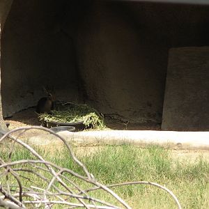 Cavendish's Dik Dik (2008)