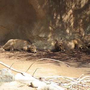 Calamian Deer (2008)