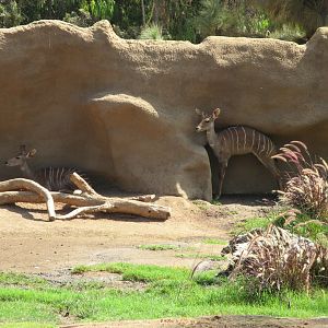 Southern Lesser Kudu (2008)