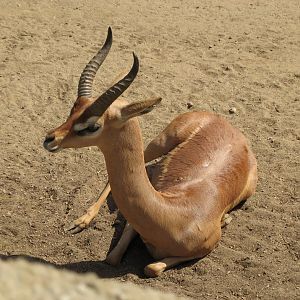 Southern Gerenuk (2008)