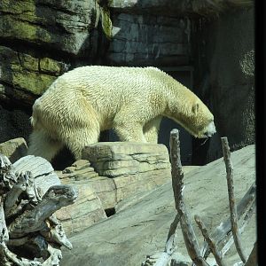 Polar Bear (2008)