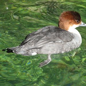 Smew (2008)