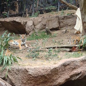 Malayan Tiger (2008)