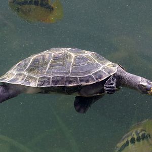 Turtle ID - Bird Paradise (Singapore)