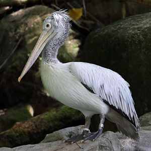 P. rufescens or P. philippensis? (Singapore Zoo)