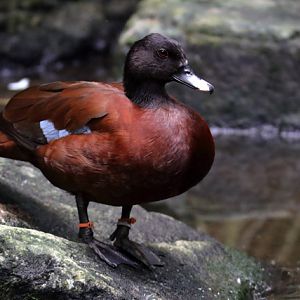 Duck ID - Singapore Zoo