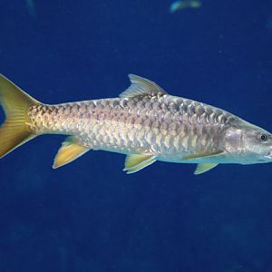 Fish ID - River Wonders (Singapore)