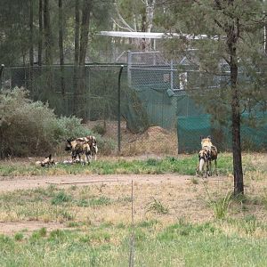 African Wild Dog (2009)