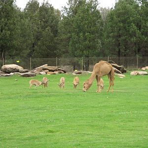 Barbary Sheep and Camel (2009)