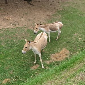 Persian Onager (2009)