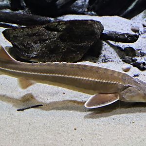 Sturgeon (Acipenser sp.)
