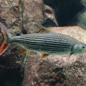 Common African tigerfish (Hydrocynus vittatus)