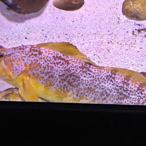 Kelp greenling (Hexagrammos decagrammus)