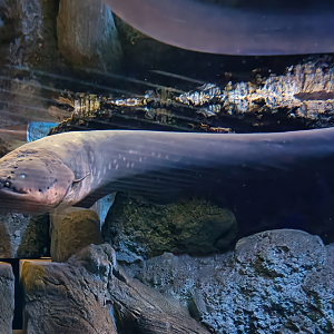 Vari's electric eel (Electrophorus varii)