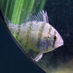 Black-banded sunfish (Enneacanthus chaetodon)