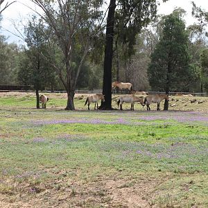 Przewalski's Horse (2009)
