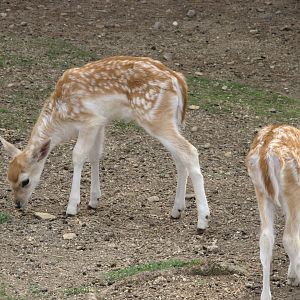 Fallow Deer (2007)