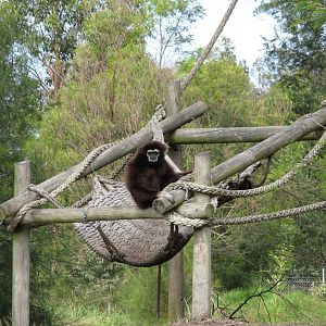 White-handed Gibbon (2007)