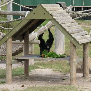 Siamang (2007)