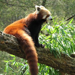 Red Panda (2007)