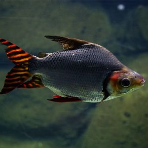 Kissing Prochilodus (Semaprochilodus insignis), December 2015