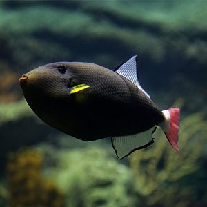 Pinktail Triggerfish, December 2015