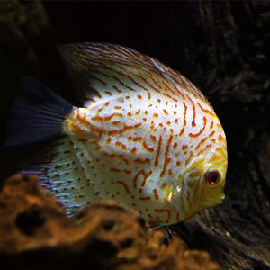 Discus, December 2015