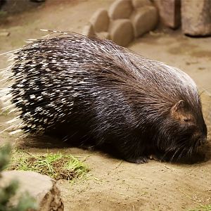 Crested Porcupine, December 2015