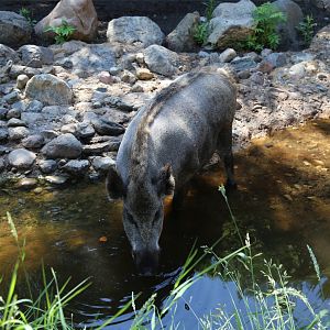 Wild Boar, June 2016