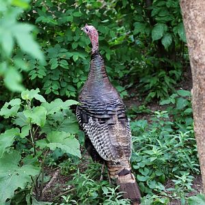 Wild Turkey