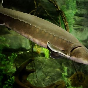 Lake Sturgeon